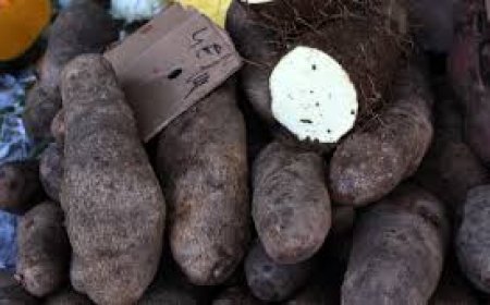 FETE DES IGNAMES CHEZ LES AGNIS : Entre réjouissance et spiritualité